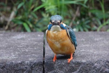 カワセミ 東京都立小金井公園 2020年5月4日(月)