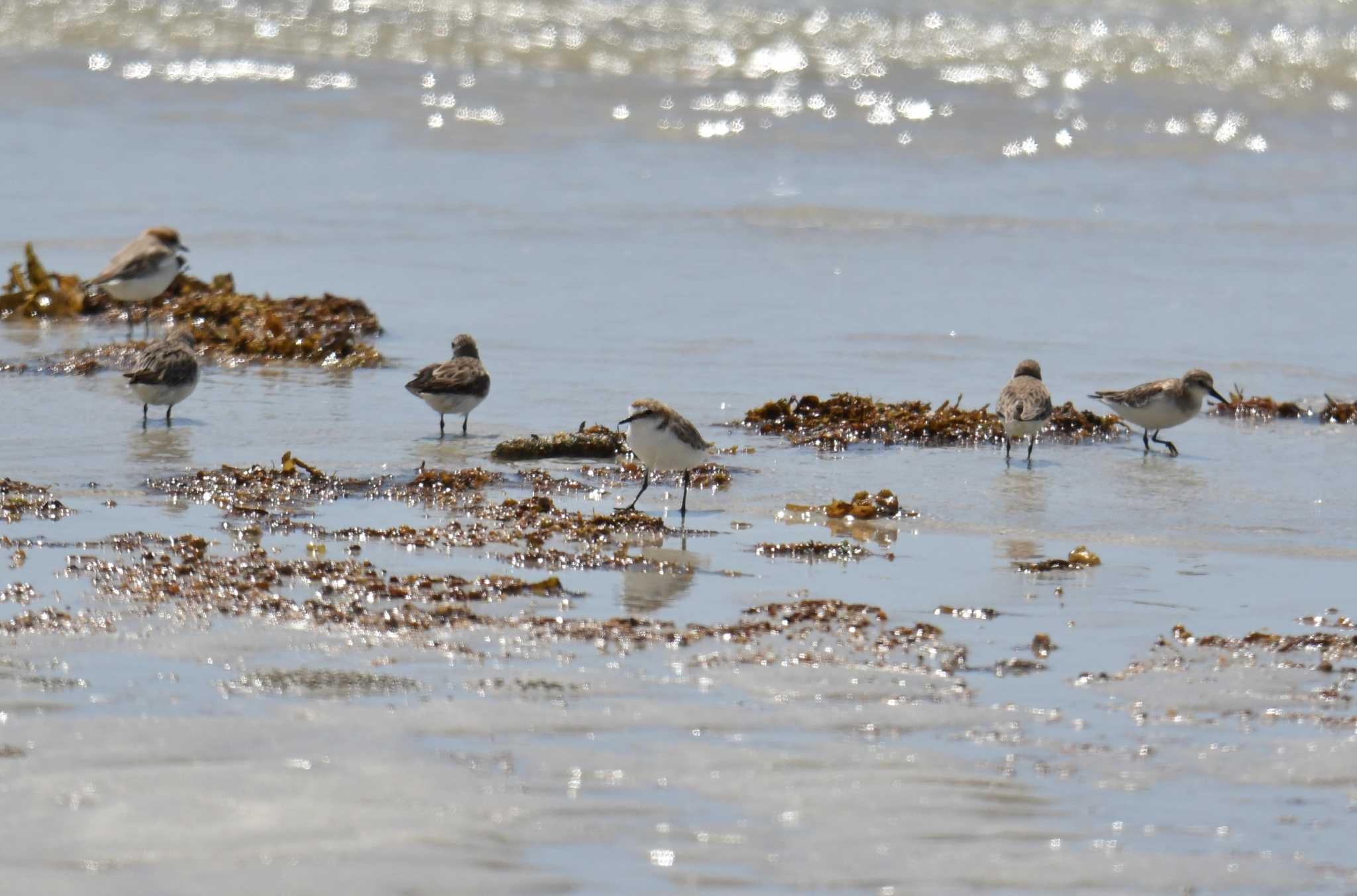 Photo of Red-capped Plover at Iron Range National Park by あひる