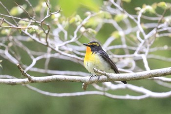 キビタキ 北海道 函館市 見晴公園 2020年5月21日(木)