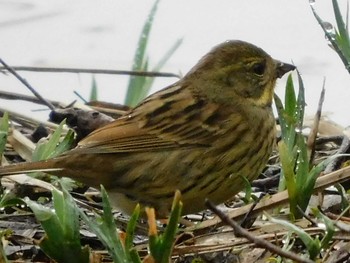 Masked Bunting 春日部市 Mon, 3/2/2020