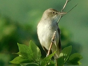 Oriental Reed Warbler 春日部市 Fri, 5/8/2020