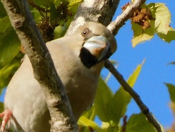 Hawfinch 春日部市 Sun, 4/19/2020