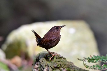 Eurasian Wren 奈良県上北山村 Tue, 5/5/2020