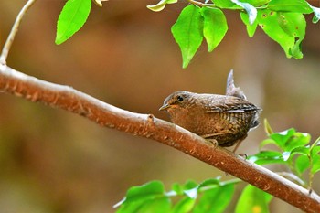 Eurasian Wren 奈良県香芝市 Tue, 5/5/2020