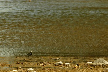 キアシシギ 酒匂川 2020年5月14日(木)