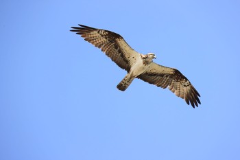 Osprey 甲子園浜(兵庫県西宮市) Mon, 5/4/2020