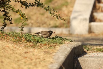 White-cheeked Starling 西宮市浜甲子園運動公園 Mon, 2/24/2020