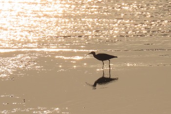 Eurasian Whimbrel 甲子園浜(兵庫県西宮市) Fri, 5/1/2020