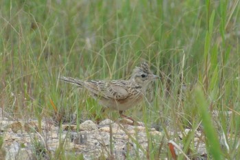 Eurasian Skylark 芦屋浜 Fri, 5/22/2020