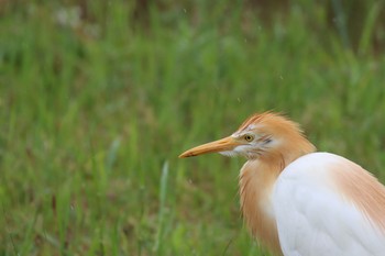 アマサギ 諫早中央干拓地 2020年5月3日(日)