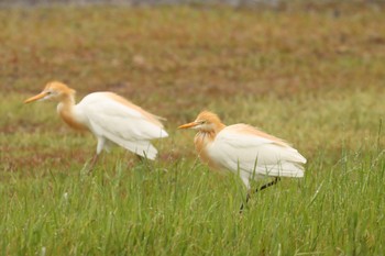 アマサギ 諫早中央干拓地 2020年5月3日(日)