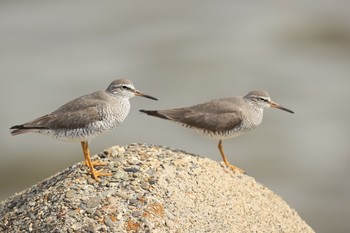 Grey-tailed Tattler 甲子園浜(兵庫県西宮市) Sat, 5/2/2020