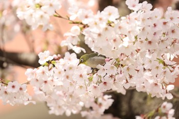 Warbling White-eye 西宮市 Sat, 3/30/2019