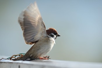 Eurasian Tree Sparrow 甲子園浜(兵庫県西宮市) Thu, 11/23/2017