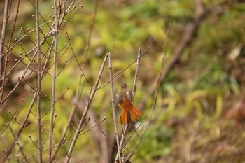 Daurian Redstart 広島県 Sun, 1/31/2016