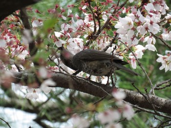 Brown-eared Bulbul 広島市 Sat, 4/4/2015