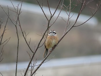 ホオジロ 広島県 2015年4月9日(木)