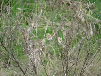 Chinese Penduline Tit 広島市・西風新都 Tue, 4/14/2015