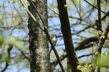 サンショウクイ 広島県庄原市 2016年4月30日(土)