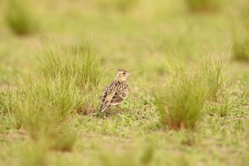 Eurasian Skylark 広島市・太田川河川敷 Thu, 5/5/2016