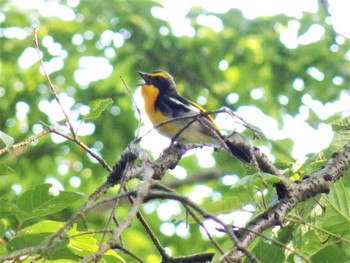 Narcissus Flycatcher 生田緑地 Sun, 5/17/2020