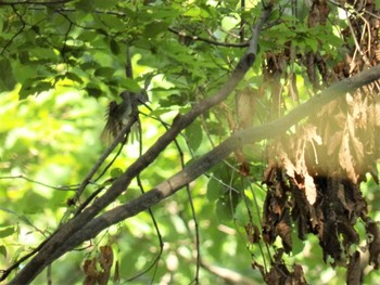 Japanese Bush Warbler 生田緑地 Sun, 5/17/2020