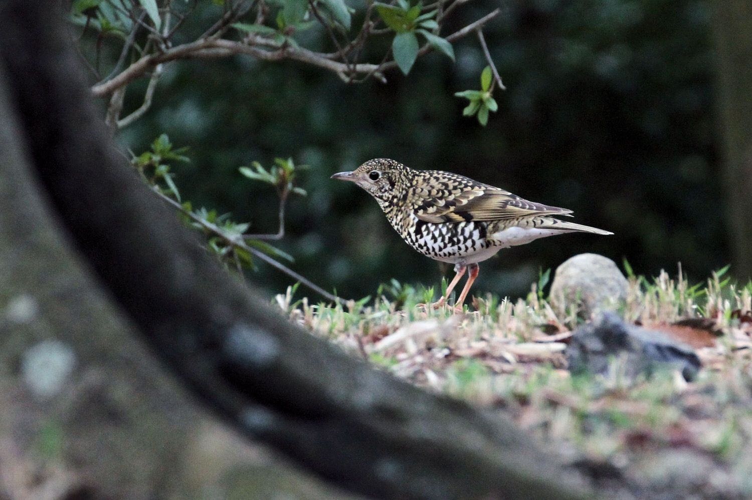 Photo of White's Thrush at  by アカウント227