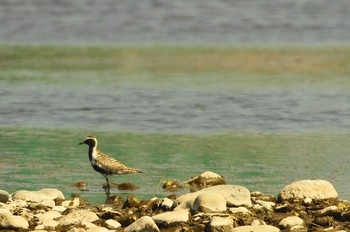 Pacific Golden Plover 酒匂川 Thu, 5/14/2020