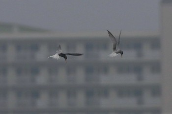 コアジサシ 香櫨園浜 2020年5月17日(日)