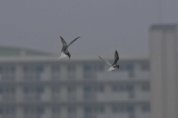 Little Tern 香櫨園浜 Sun, 5/17/2020