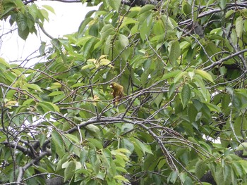 Grey-capped Greenfinch 東京都多摩地域 Fri, 5/22/2020