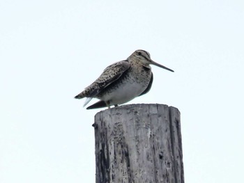 2020年5月22日(金) 勇払原野の野鳥観察記録