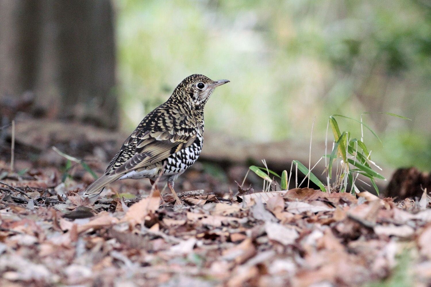 Photo of White's Thrush at  by アカウント227