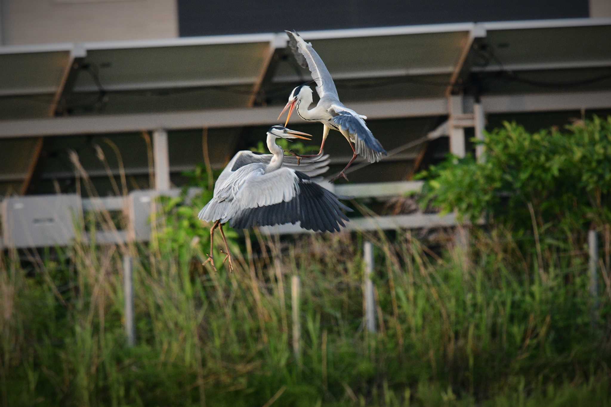 愛媛県新居浜市　 アオサギの写真 by でみこ