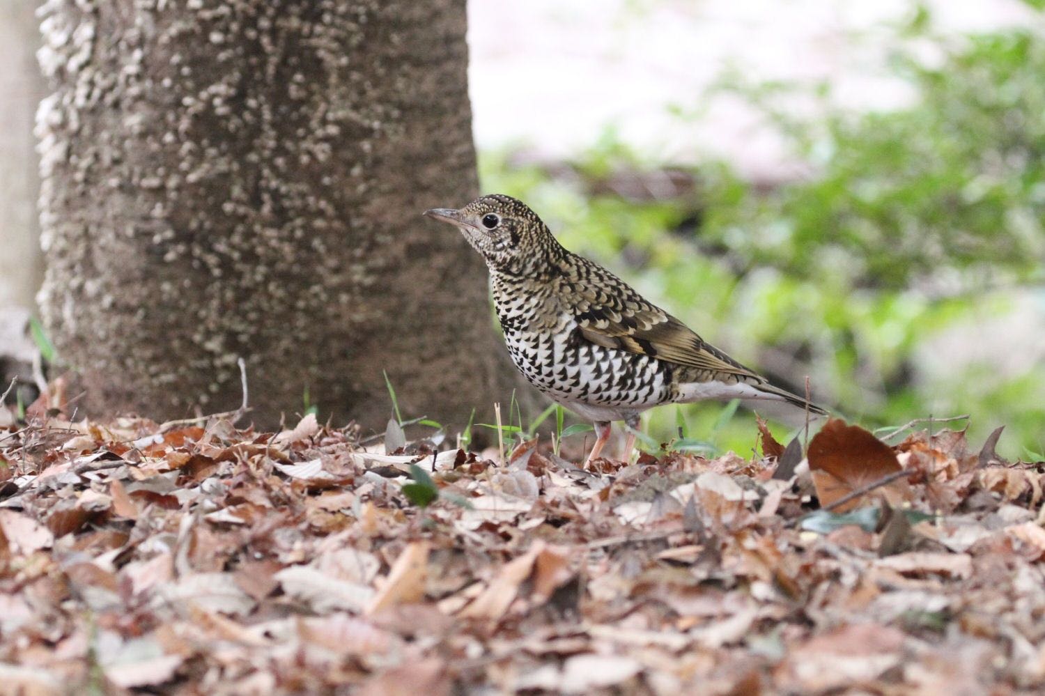 Photo of White's Thrush at  by アカウント227