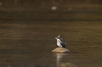 Crested Kingfisher 栃木県 Sun, 4/26/2020