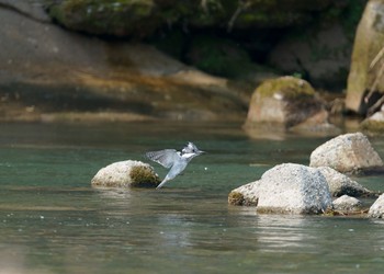 Crested Kingfisher 栃木県 Wed, 4/29/2020