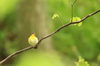 キビタキ 北海道 函館市 見晴公園 2020年5月22日(金)