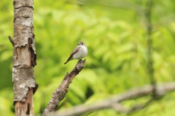 Fri, 5/22/2020 Birding report at Miharashi Park(Hakodate)