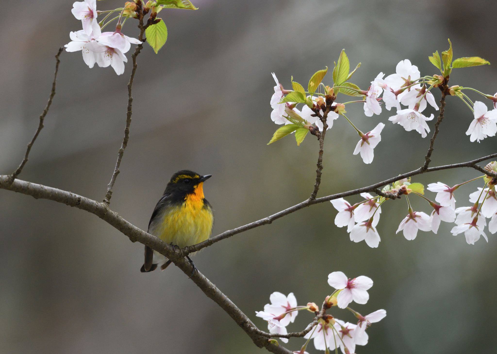 Photo of Narcissus Flycatcher at 弘前城公園 by はるる