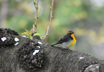 Narcissus Flycatcher 弘前公園(弘前城) Sat, 4/27/2019