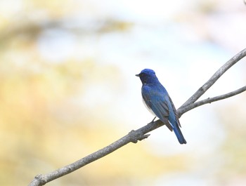 Blue-and-white Flycatcher 弘前公園(弘前城) Sun, 4/28/2019