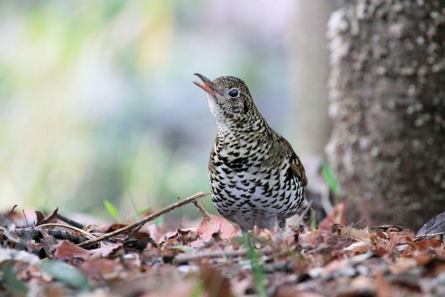 Photo of White's Thrush at  by アカウント227