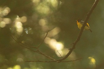 Narcissus Flycatcher 東京都 Sun, 5/17/2020