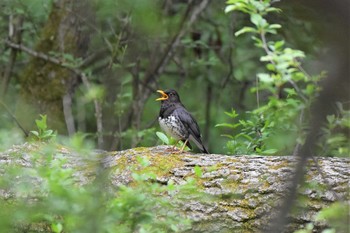 クロツグミ 茅野市三井の森 2020年5月21日(木)