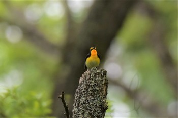 キビタキ 茅野市三井の森 2020年5月21日(木)