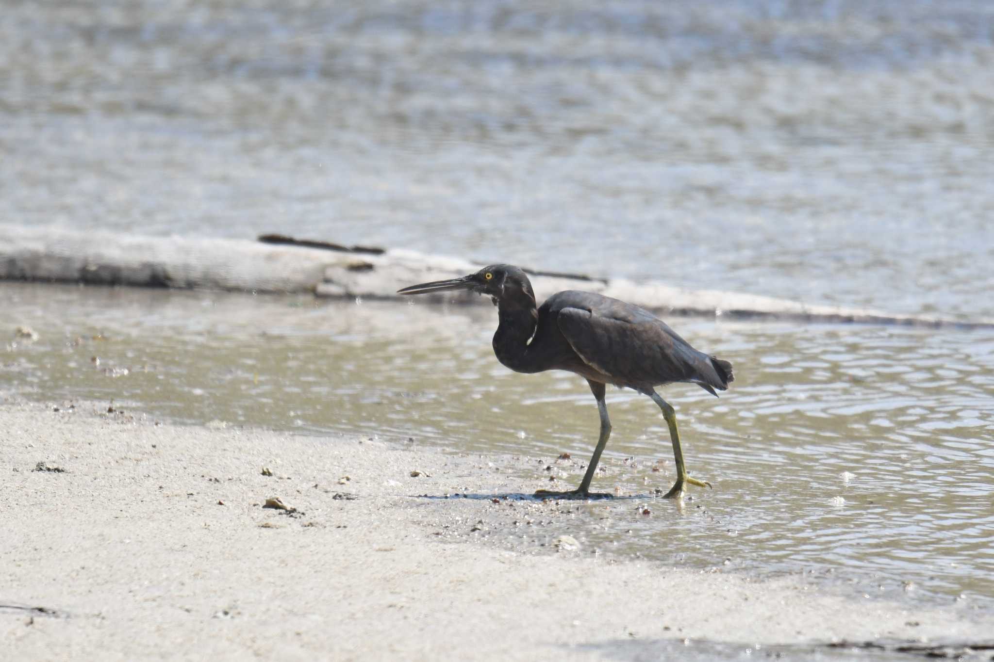 Photo of Pacific Reef Heron at Iron Range National Park by あひる