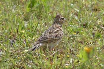 Eurasian Skylark 三木総合防災公園 Sun, 5/17/2020