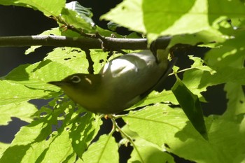 Warbling White-eye 三木総合防災公園 Sun, 5/17/2020