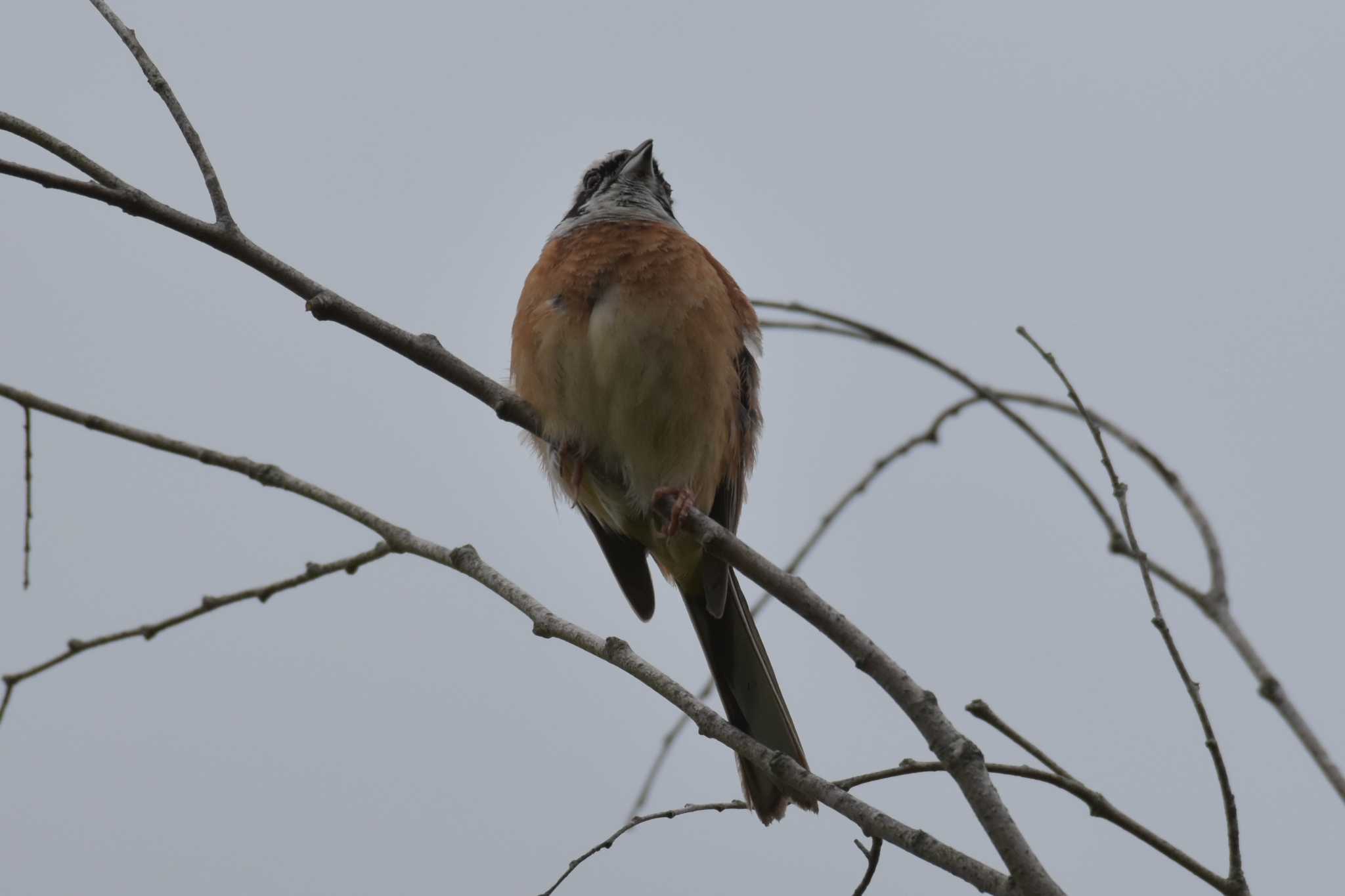 Photo of Meadow Bunting at 三木総合防災公園 by Shunsuke Hirakawa